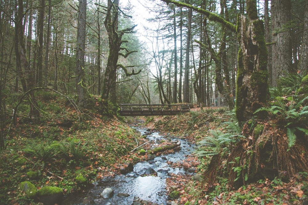 Picture of St. Mary's County Woods